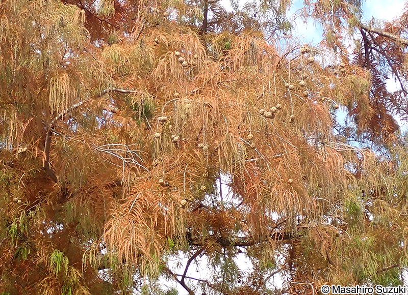 明石公園の大ラクウショウ
