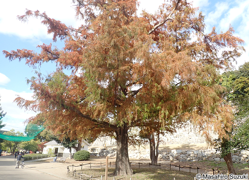 明石公園の大ラクウショウ