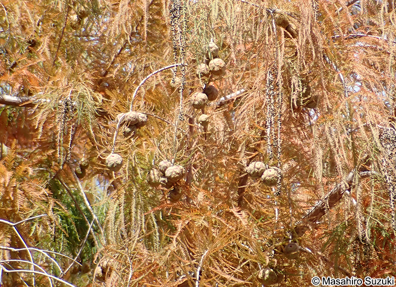明石公園の大ラクウショウ