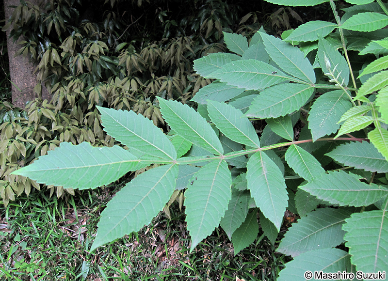 ヌルデ Rhus javanica var. chinensis