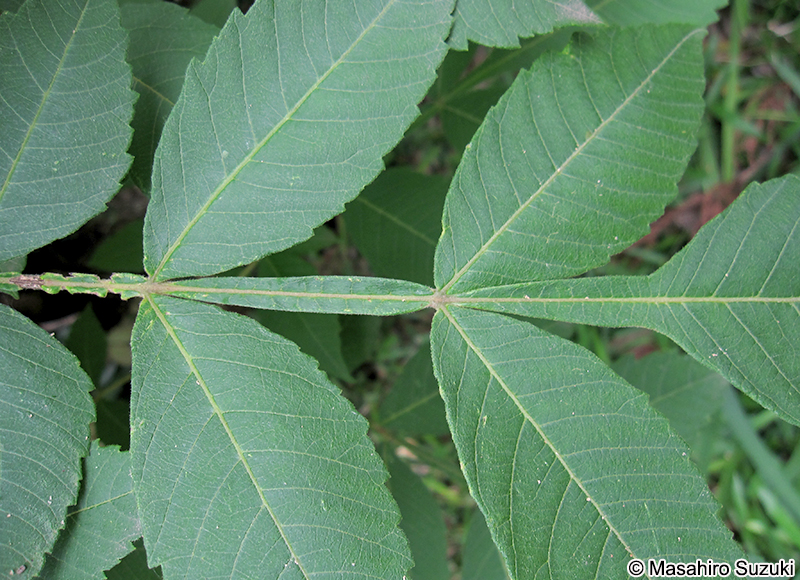 ヌルデ Rhus javanica var. chinensis
