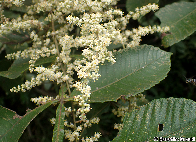 ヌルデ Rhus javanica var. chinensis
