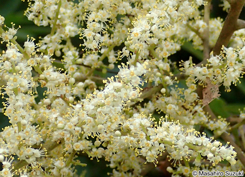 ヌルデ Rhus javanica var. chinensis