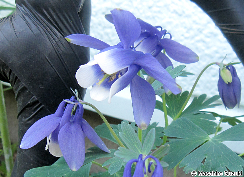 オダマキ Aquilegia flabellata