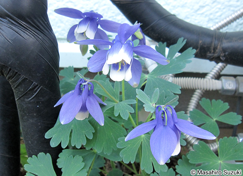 オダマキ Aquilegia flabellata