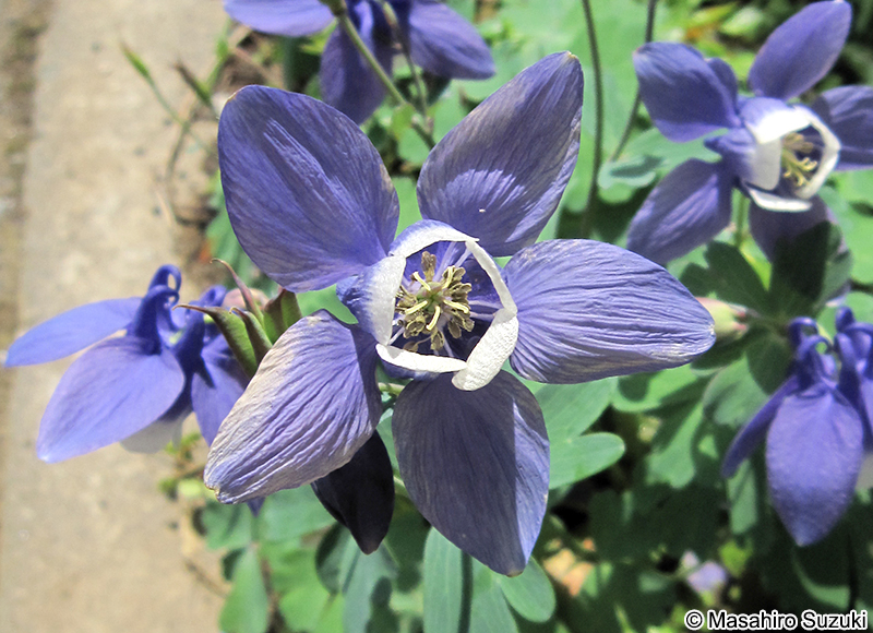 オダマキ Aquilegia flabellata