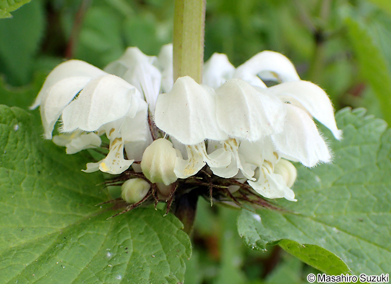 オドリコソウ Lamium album var. barbatum