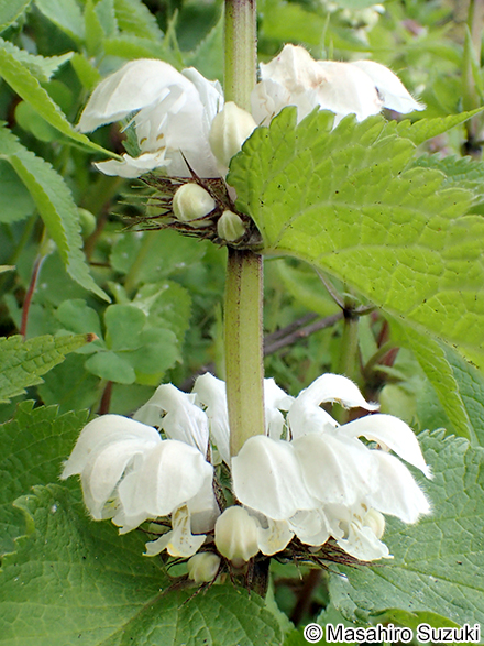 オドリコソウ Lamium album var. barbatum