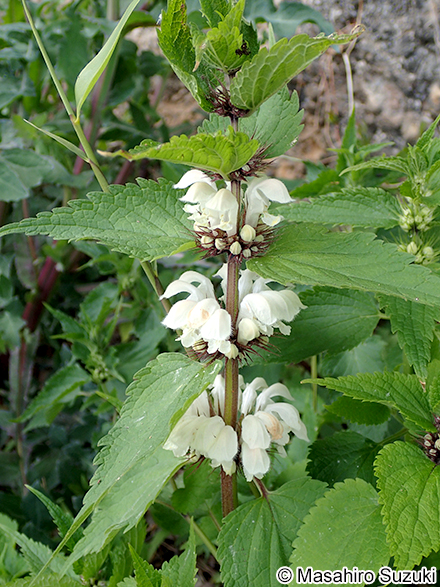 オドリコソウ Lamium album var. barbatum
