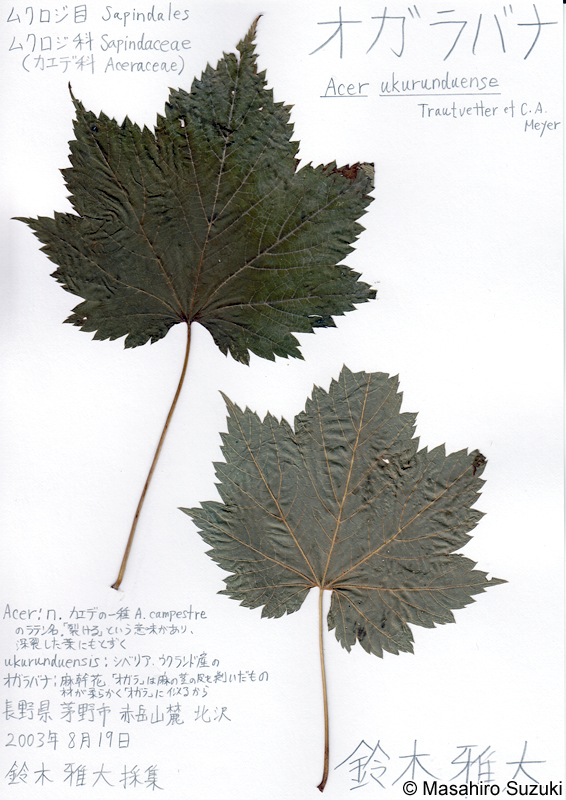 オガラバナの押し葉