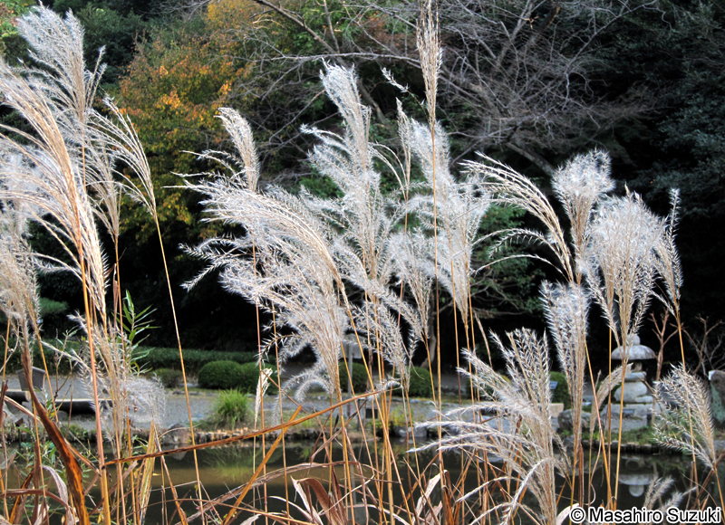 オギ Miscanthus sacchariflorus