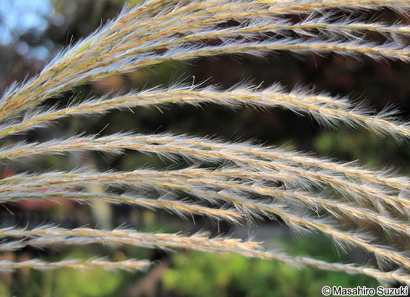 オギ Miscanthus sacchariflorus