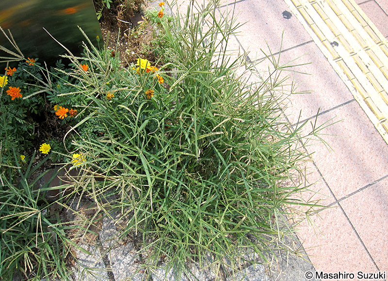 オヒシバ Eleusine indica