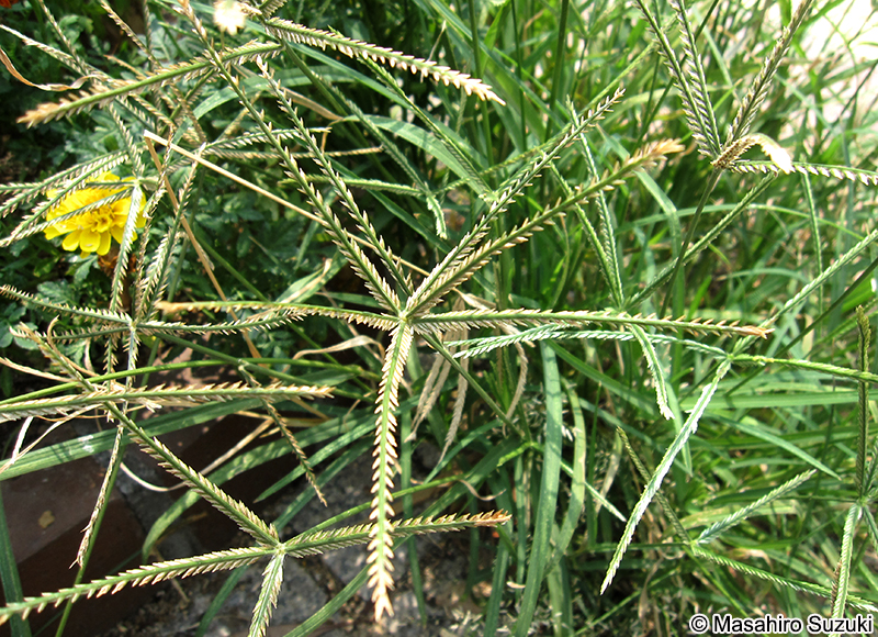 オヒシバ Eleusine indica