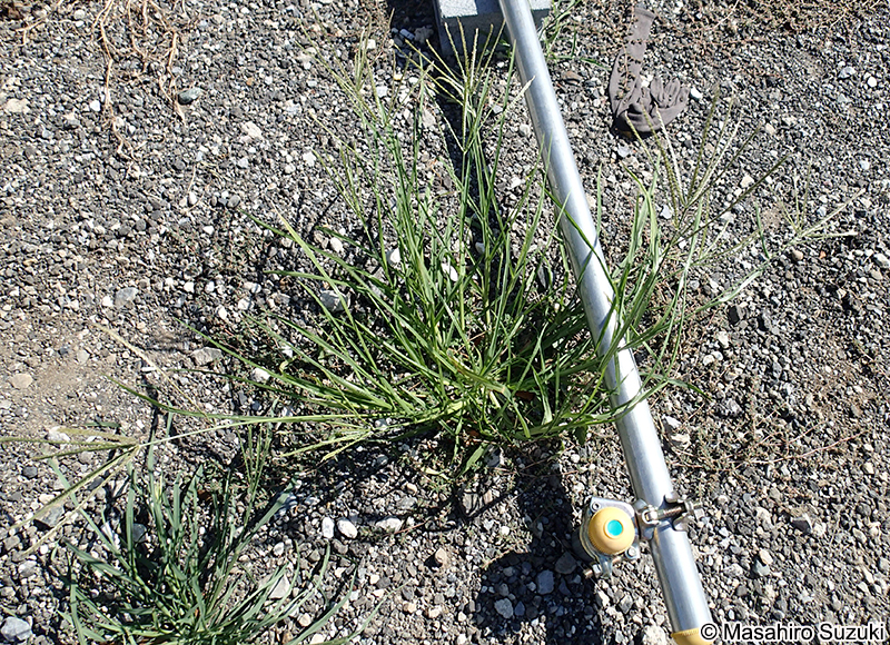 オヒシバ Eleusine indica