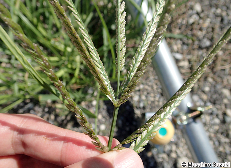 オヒシバ Eleusine indica