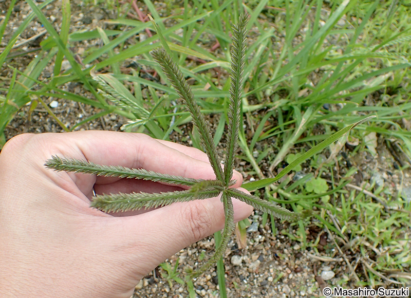オヒシバ Eleusine indica