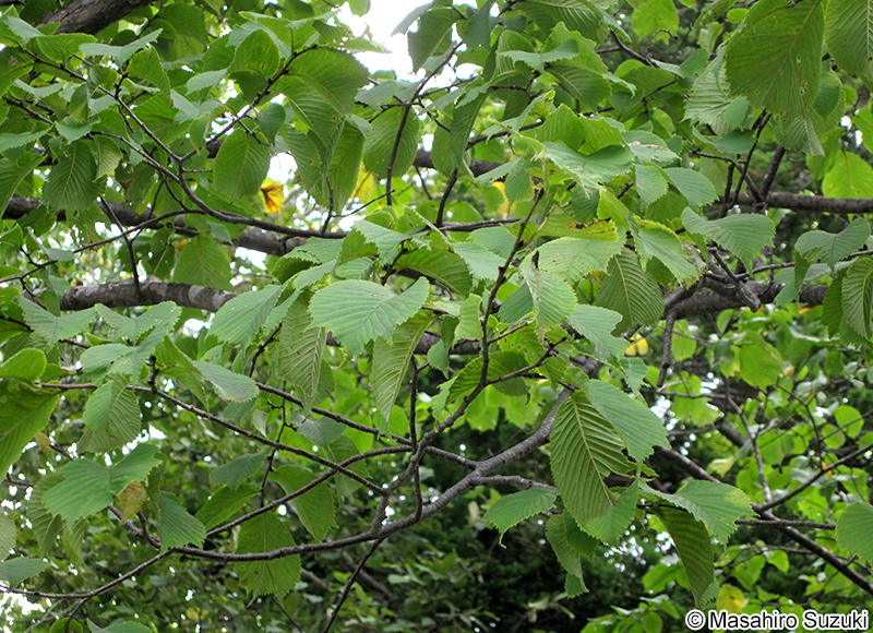 オヒョウ Ulmus laciniata
