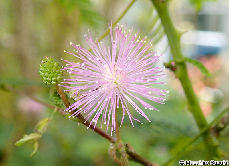 オジギソウ Mimosa pudica