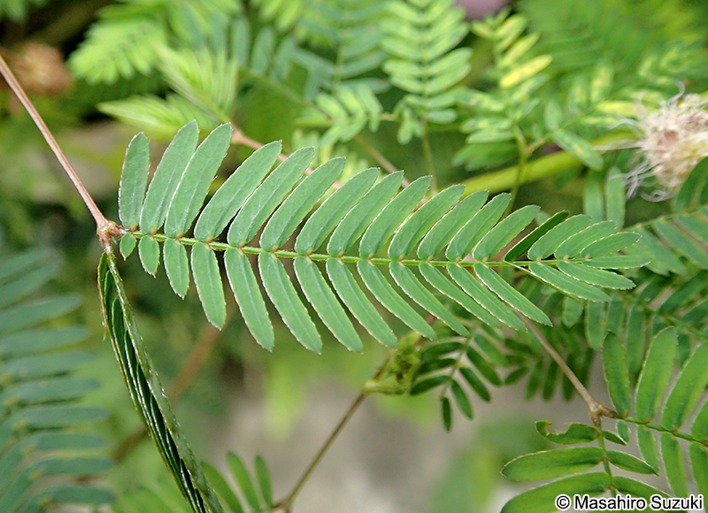 オジギソウ Mimosa pudica