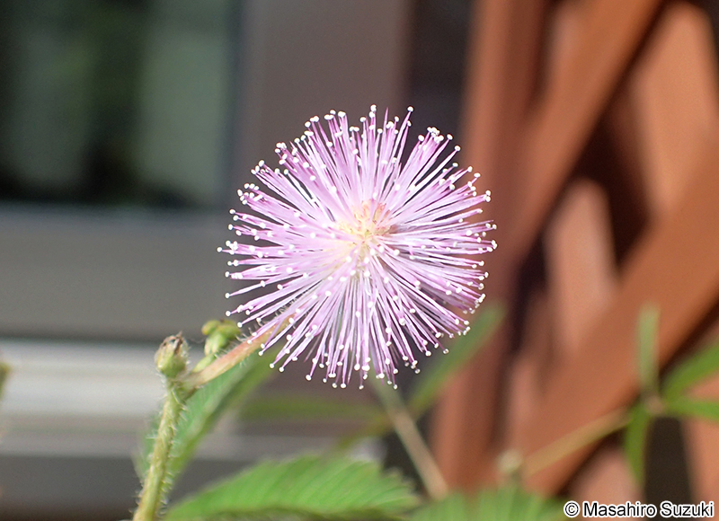 オジギソウ Mimosa pudica