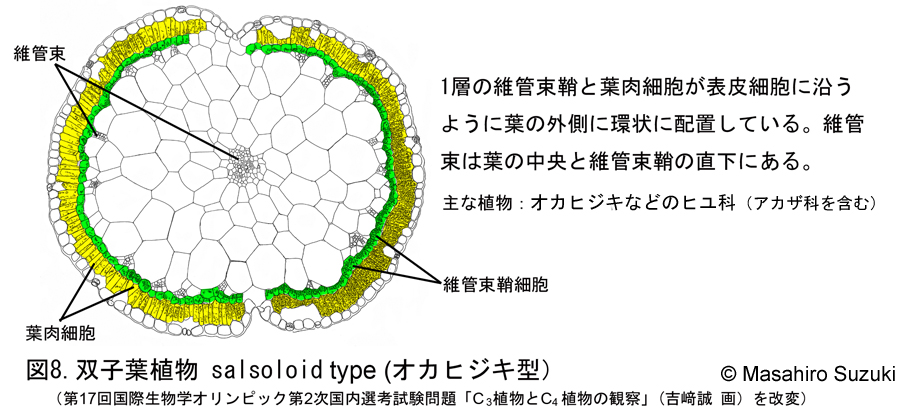 オカヒジキのクランツ構造