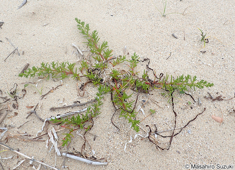 オカヒジキ Salsola komarovii