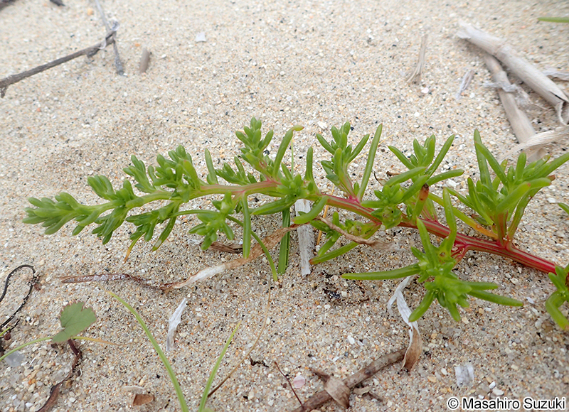 オカヒジキ Salsola komarovii
