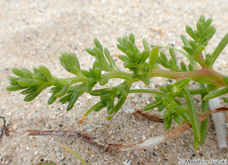 オカヒジキ Salsola komarovii