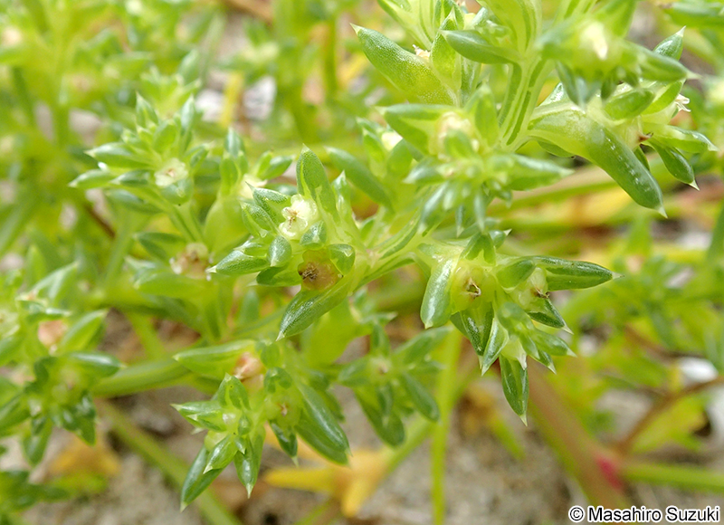 オカヒジキ Salsola komarovii