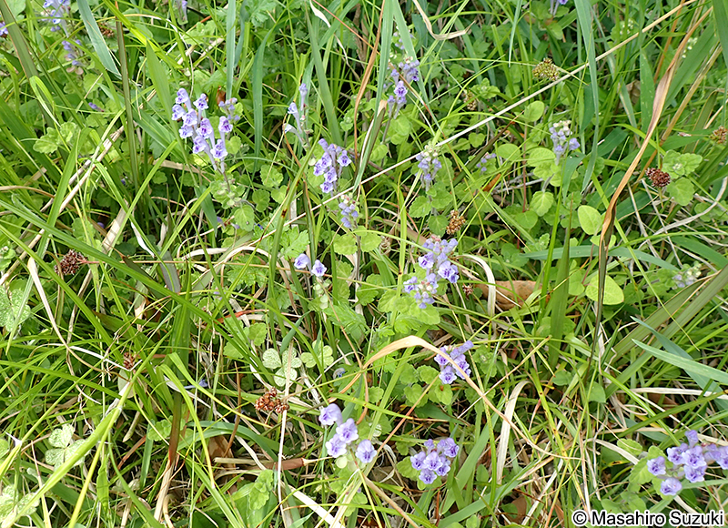 オカタツナミソウ Scutellaria brachyspica