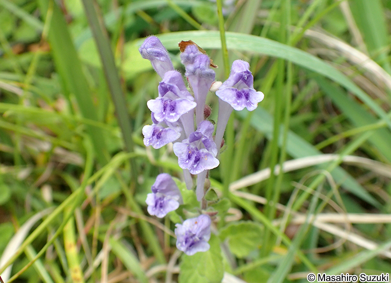 オカタツナミソウ Scutellaria brachyspica