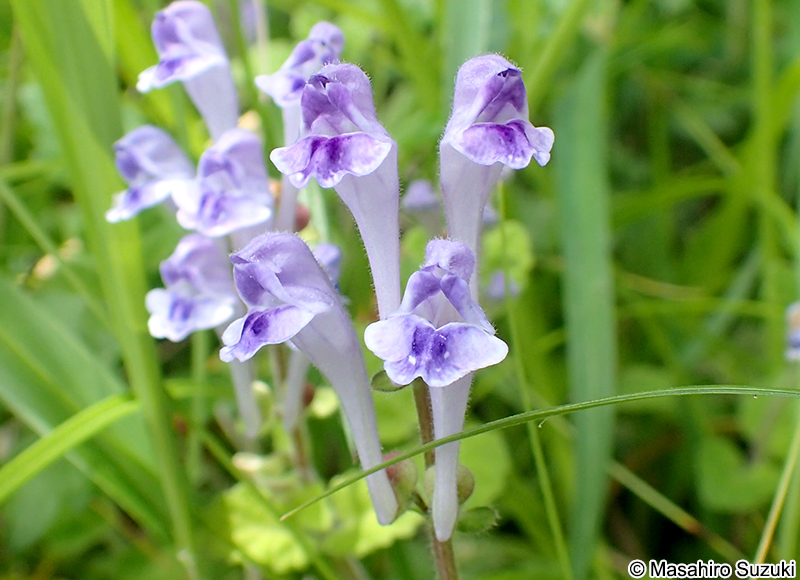 オカタツナミソウ Scutellaria brachyspica