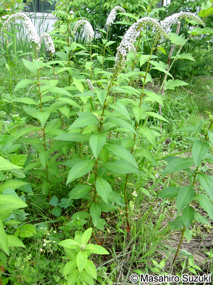 オカトラノオ Lysimachia clethroides