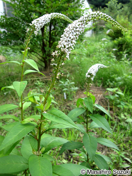 オカトラノオ Lysimachia clethroides