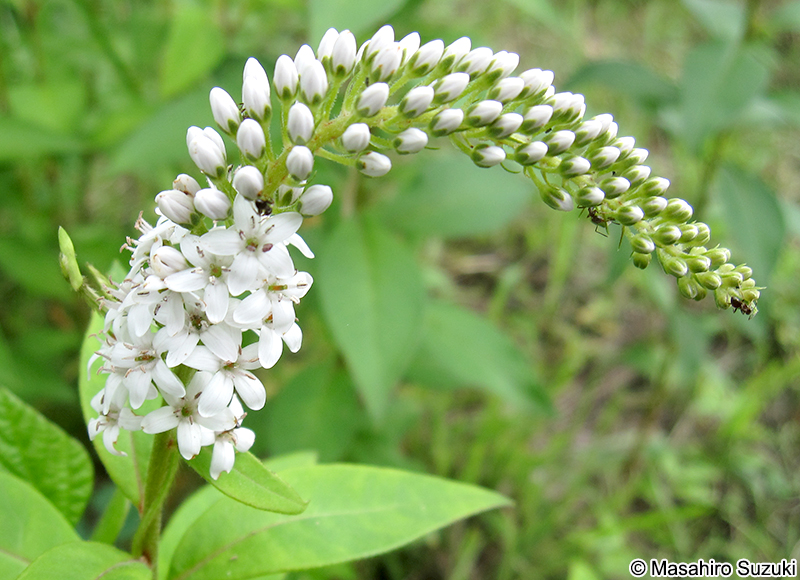 オカトラノオの花
