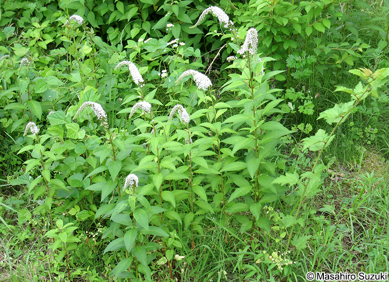 オカトラノオ Lysimachia clethroides