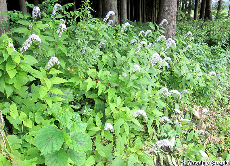 オカトラノオ Lysimachia clethroides