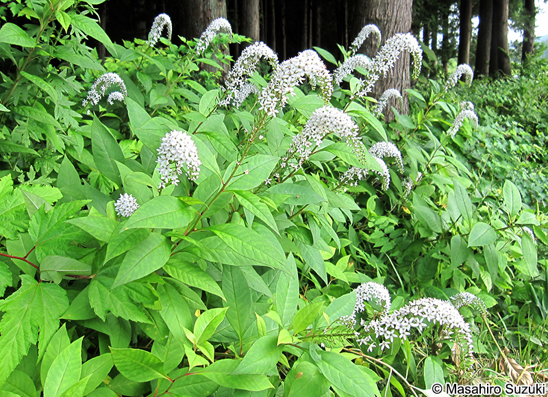 オカトラノオ Lysimachia clethroides