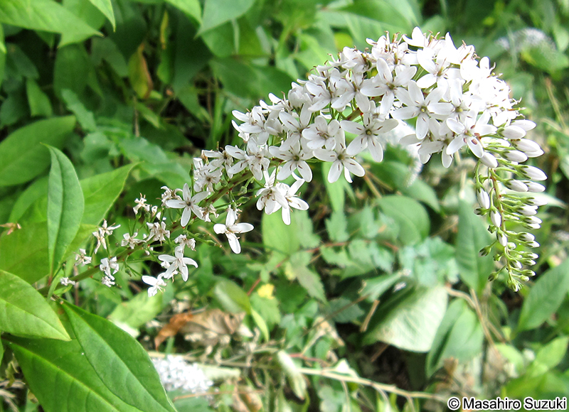 オカトラノオの花