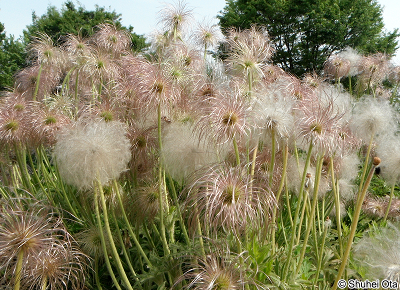 オキナグサ Pulsatilla cernua