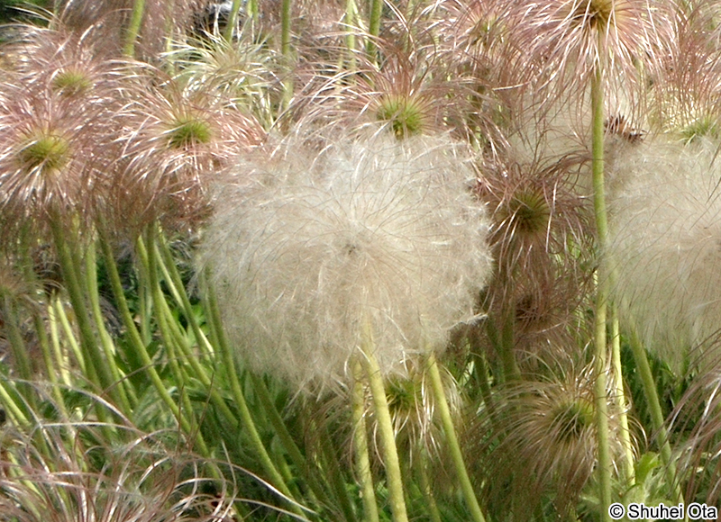 オキナグサ Pulsatilla cernua