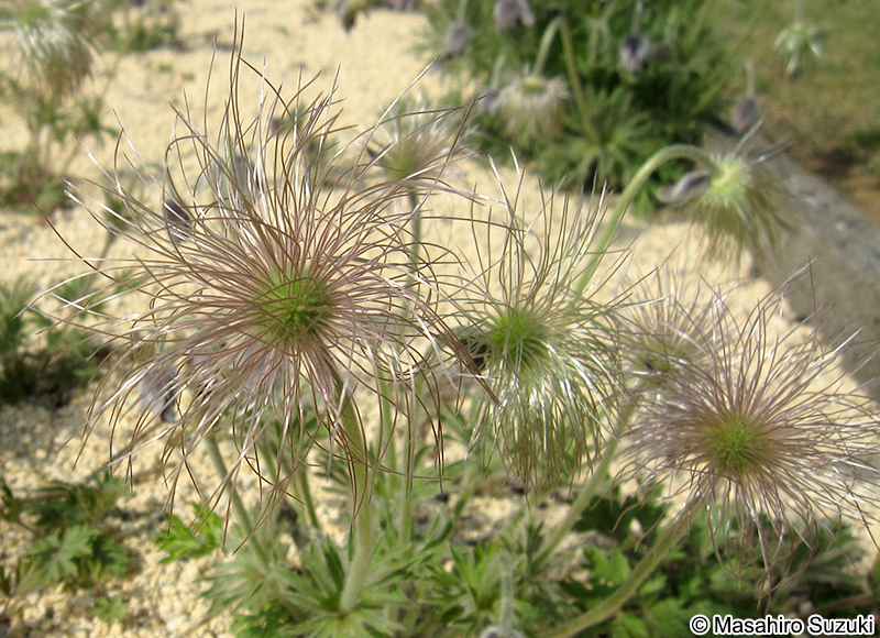 オキナグサ Pulsatilla cernua