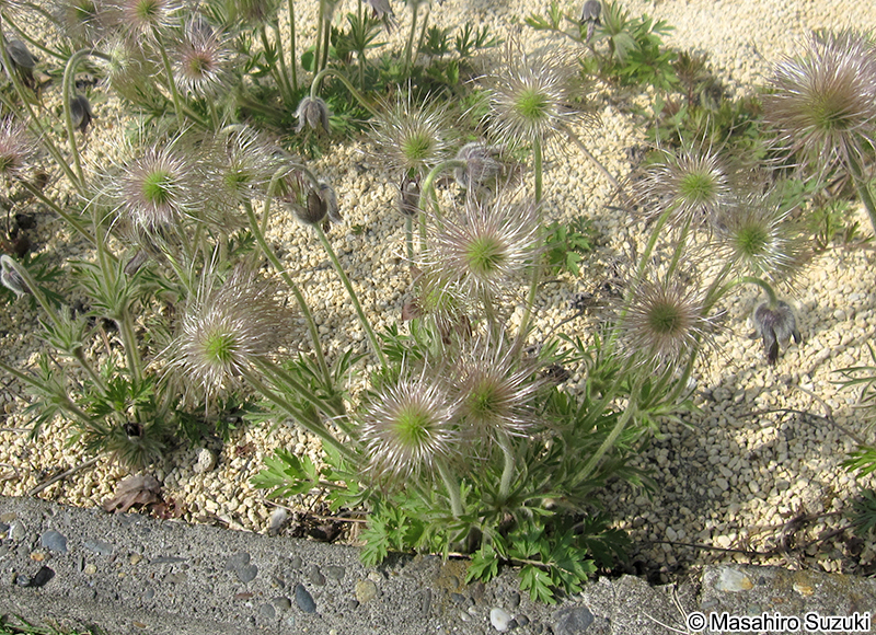 オキナグサ Pulsatilla cernua