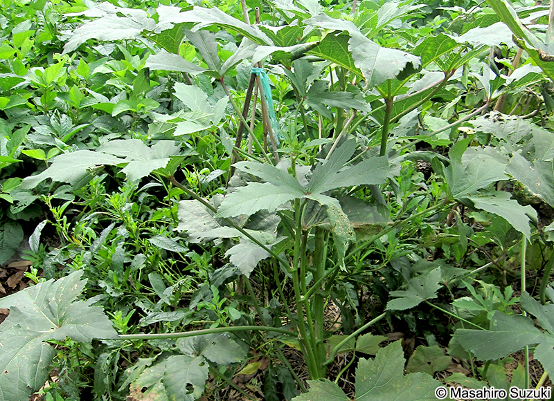 オクラ Abelmoschus esculentus