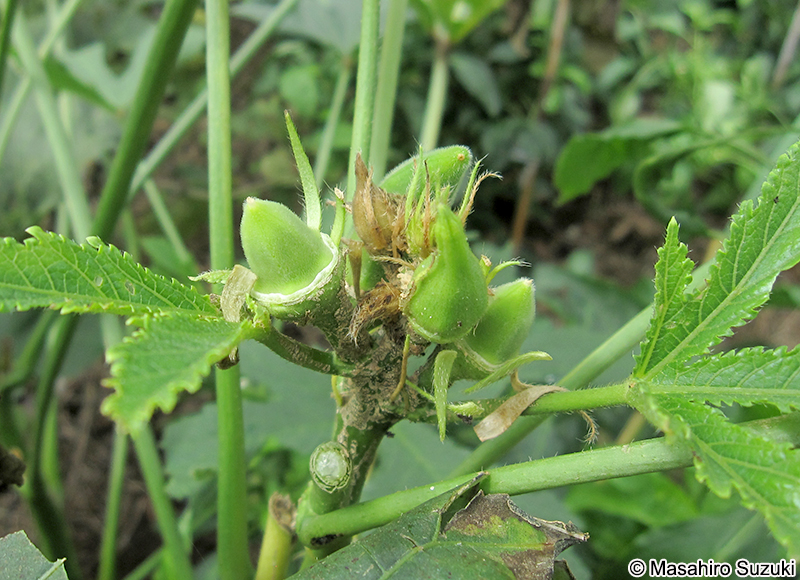 オクラの果実