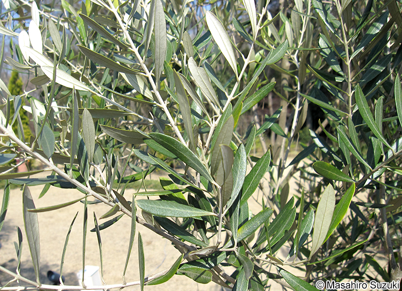 オリーブ Olea europaea
