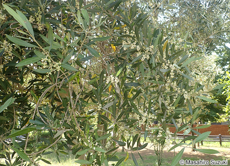 オリーブ Olea europaea