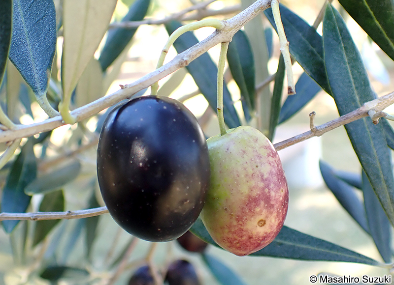 オリーブの果実