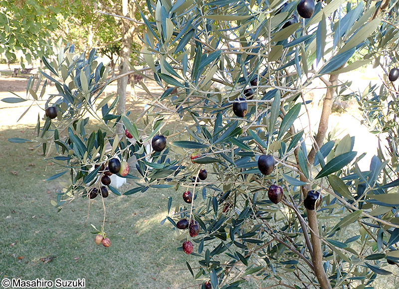 オリーブ Olea europaea